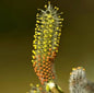  Kugelweide 100-125cm - Salix Purpurea Nana