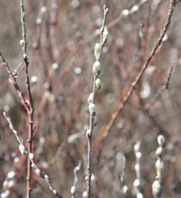  Silber Kriechweide 100-125cm - Salix Repens