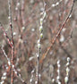  Silber Kriechweide 100-125cm - Salix Repens
