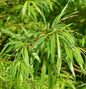  Japanische Drachenweide 60-80cm - Salix Sachalinensis