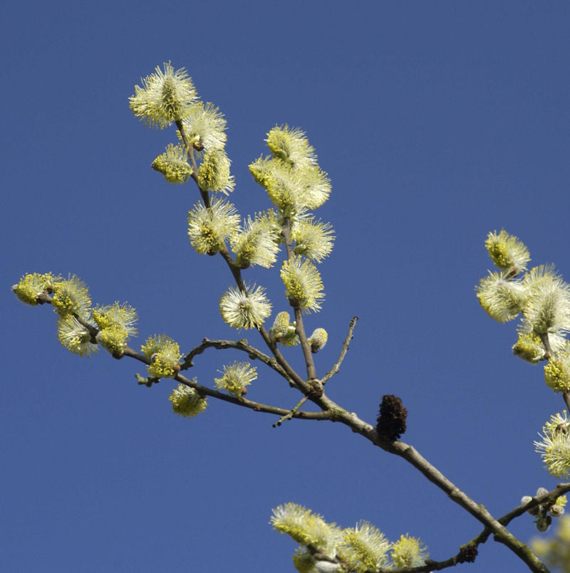  Ohrweide 60-80cm - Salix Aurita
