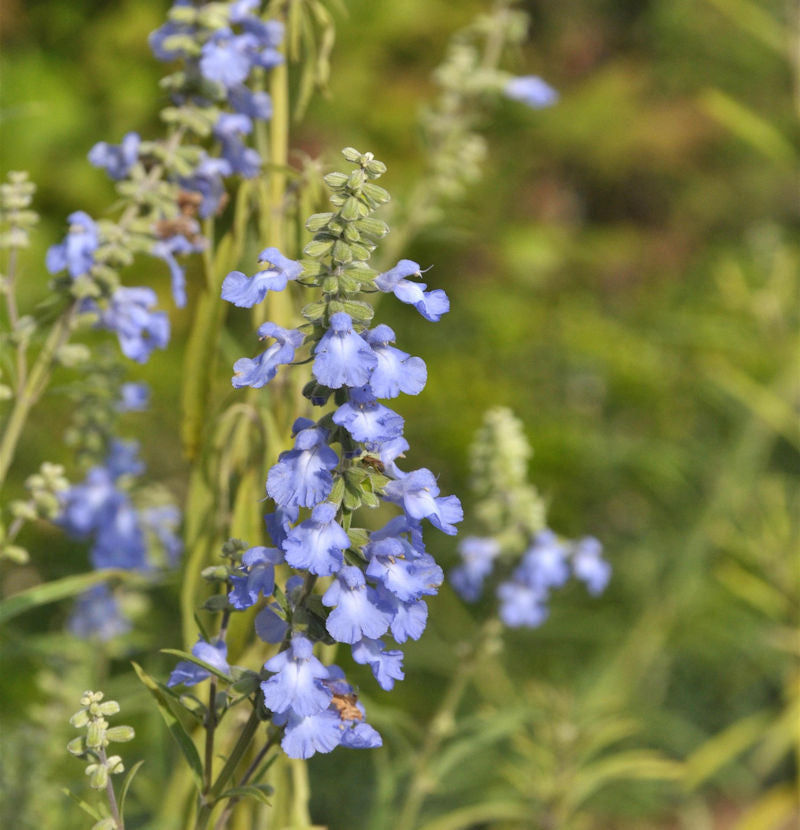  Spätherbst-Salbei - Salvia Azurea