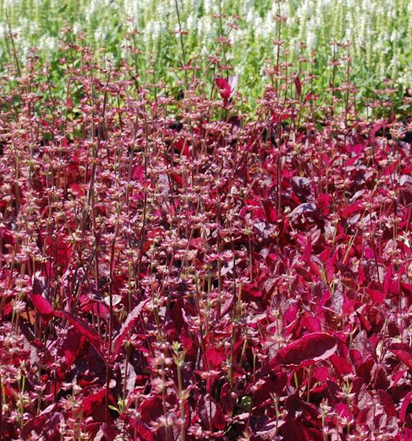 Indianischer Heilsalbei Purple Knockout - Salvia Lyrata