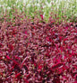  Indianischer Heilsalbei Purple Knockout - Salvia Lyrata