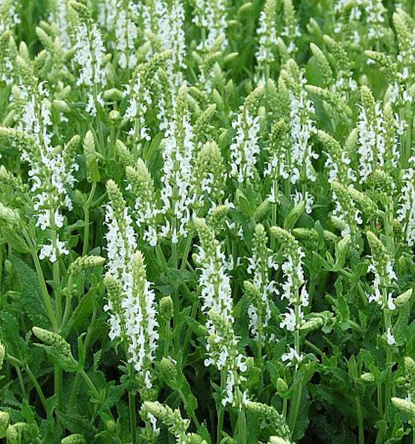  Salbei Adrian - Salvia Nemorosa
