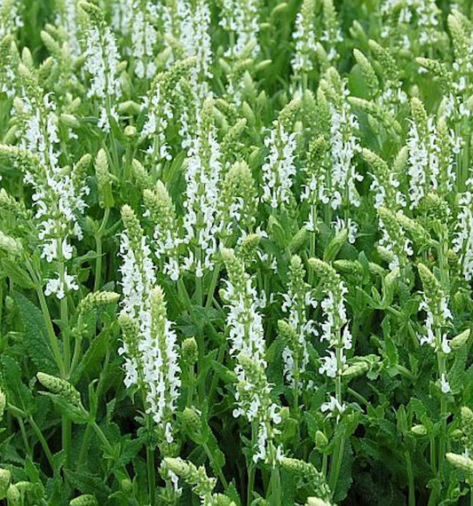  Salbei Adrian - Salvia Nemorosa