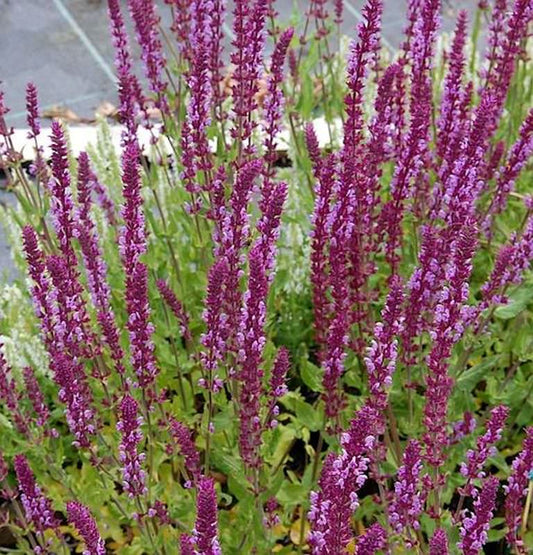  Ziersalbei Amethyst - Salvia Nemorosa
