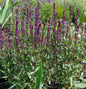  Salbei Caradonna - Salvia Nemorosa