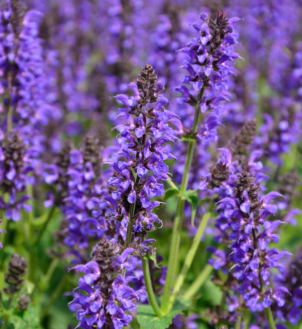  Salbei Mainacht - Salvia Nemorosa
