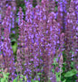  Salbei Marvel Blue - Großer Topf - Salvia Nemorosa