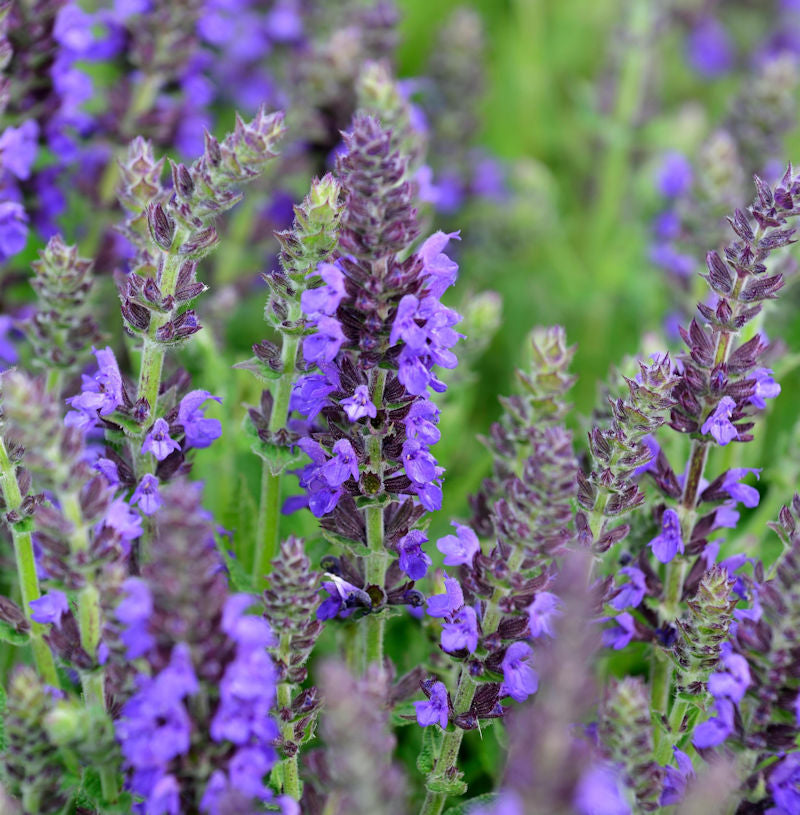  Salbei Marvel Sky Blue - Großer Topf - Salvia Nemorosa