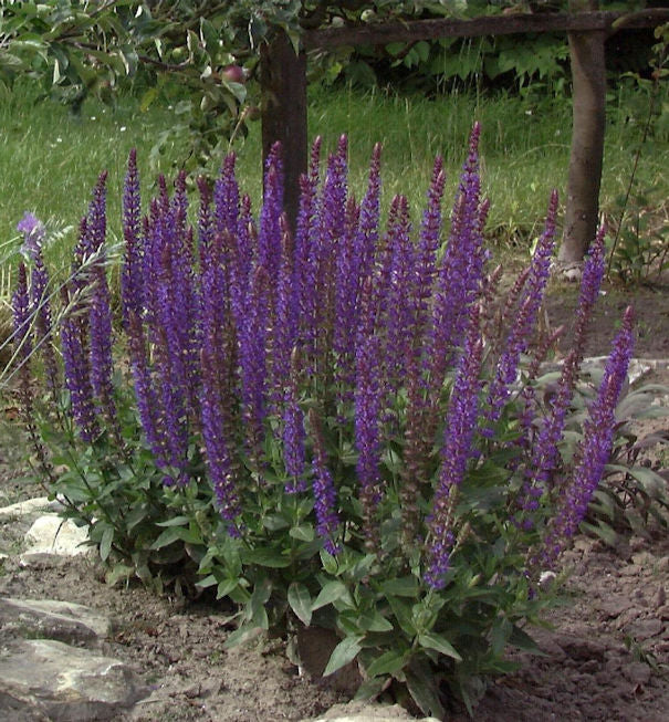 Salbei Ostfriesland - Salvia Nemorosa