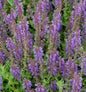  Salbei Rügen - Salvia Nemorosa