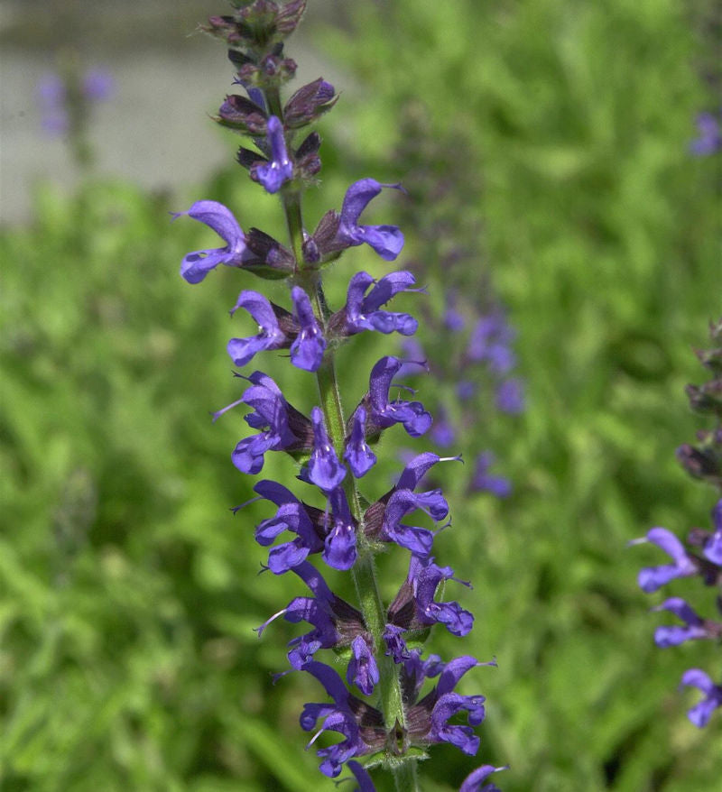  Salbei Rianne - Großer Topf - Salvia Nemorosa