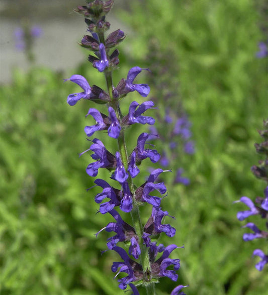  Salbei Rianne - Großer Topf - Salvia Nemorosa