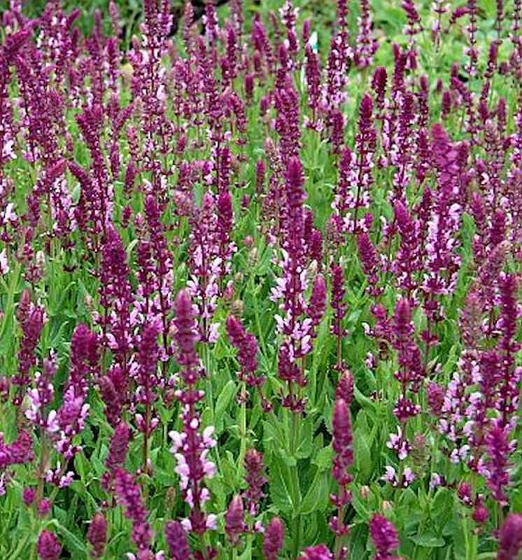  Ziersalbei Rose Queen - Salvia Nemorosa