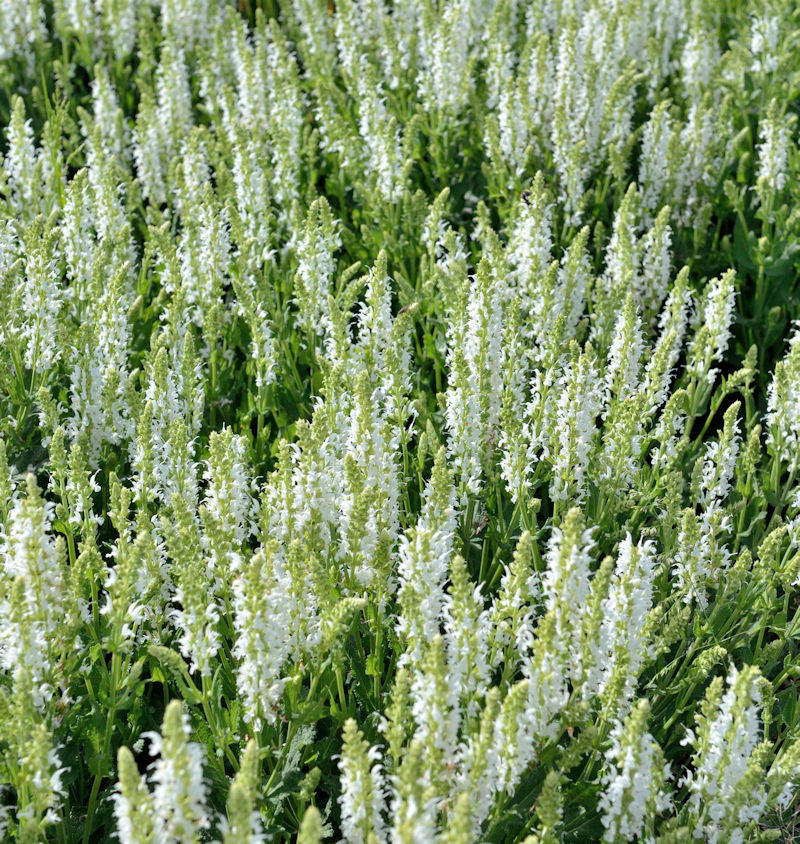  Salbei Synchro White - Großer Topf - Salvia Nemorosa