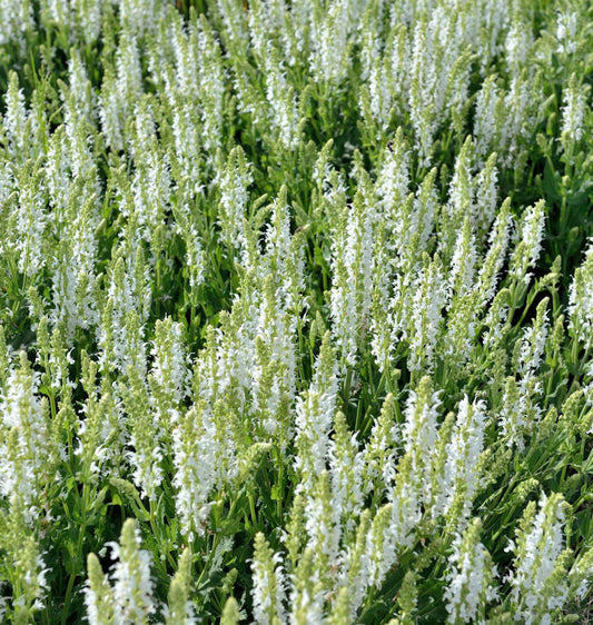  Salbei Synchro White - Großer Topf - Salvia Nemorosa