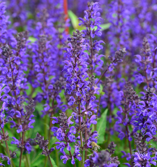  Salbei Viola Klose - Salvia Nemorosa