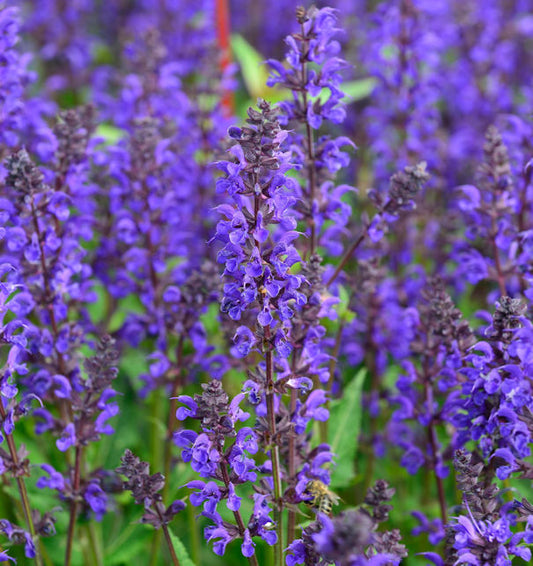  Salbei Viola Klose - Salvia Nemorosa