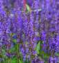  Salbei Viola Klose - Salvia Nemorosa