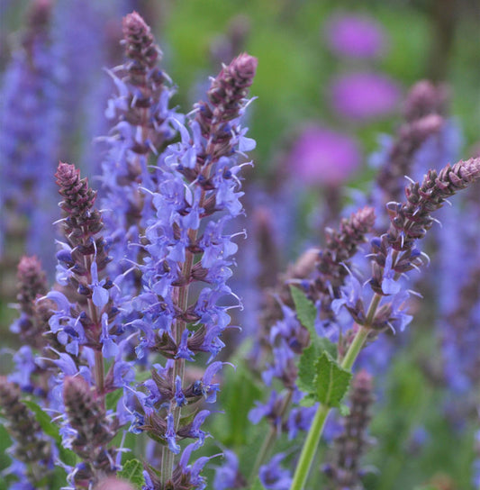 Salbei Blauhügel - Salvia Nemorosa
