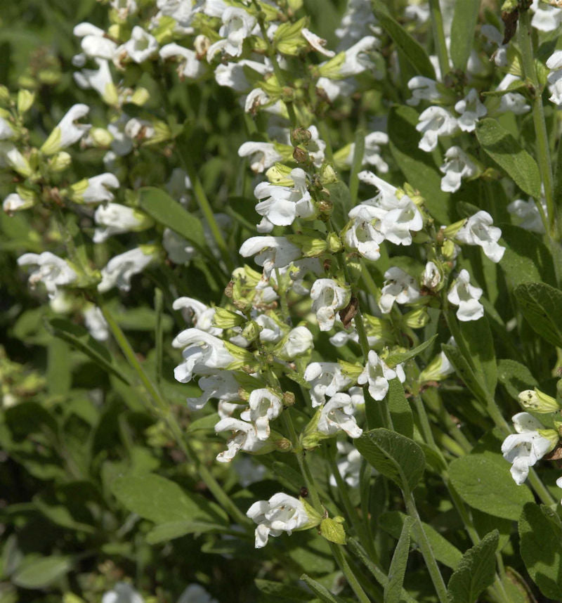  Echter Salbei Albiflora - Salvia Officinalis