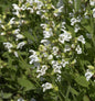  Echter Salbei Albiflora - Salvia Officinalis
