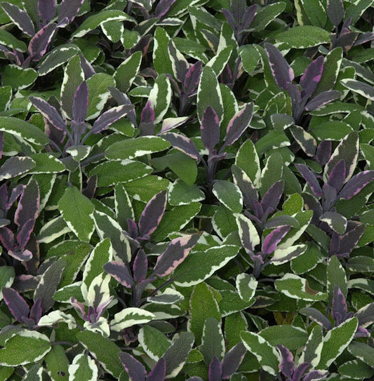  Echter Salbei Tricolor - Salvia Officinalis