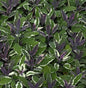  Echter Salbei Tricolor - Salvia Officinalis