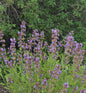  Echter Salbei Würzburg - Salvia Officinalis