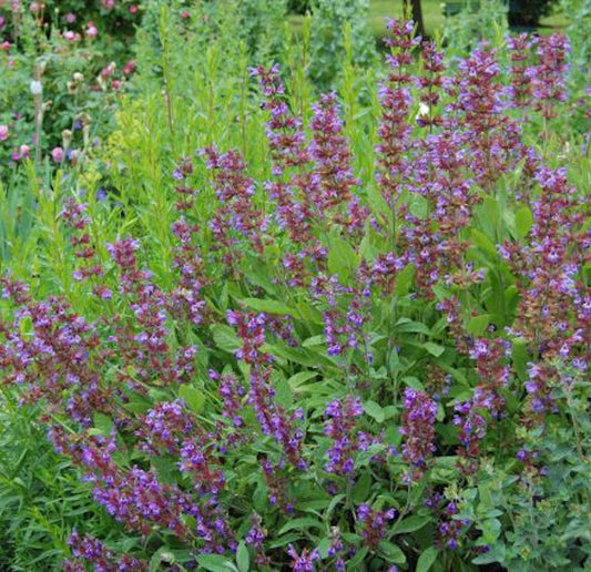  Echter Salbei - Salvia Officinalis
