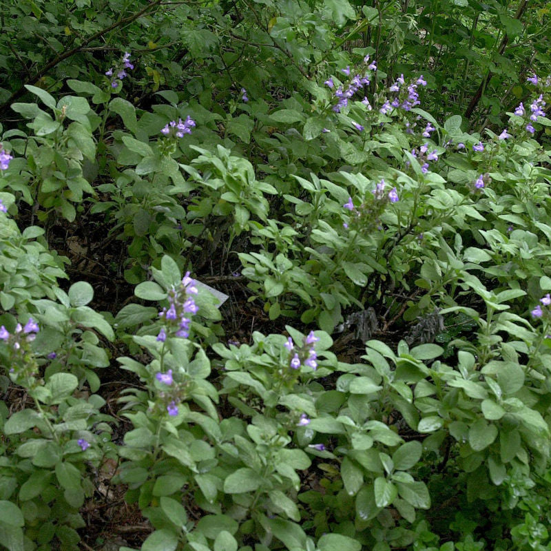  Echter Salbei Berggarten - Salvia Officinalis
