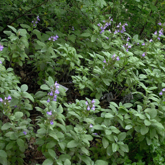  Echter Salbei Berggarten - Salvia Officinalis