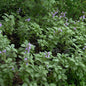  Echter Salbei Berggarten - Salvia Officinalis