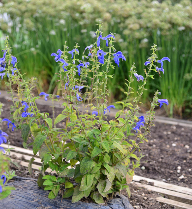  Garten Salbei Royal Blue - Salvia Patens