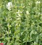  Wiesen Salbei Swan Lake - Salvia Pratensis