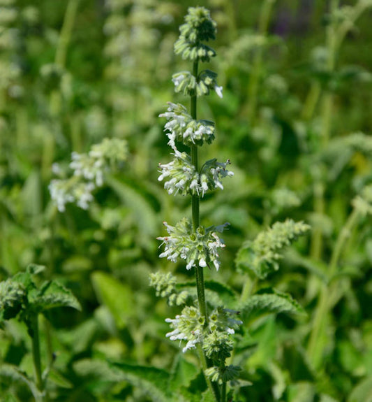  Quirlblütiger Salbei Alba - Salvia Verticillata