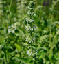  Quirlblütiger Salbei Alba - Salvia Verticillata