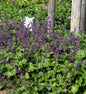  Quirlblütiger Salbei Purple Rain - Salvia Verticillata