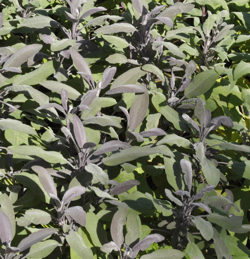  Echter Salbei Purpurascens - Salvia Officinalis
