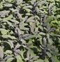  Echter Salbei Purpurascens - Salvia Officinalis