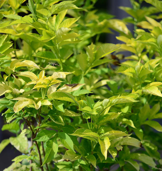  Gelber Holunder 80-100cm - Sambucus Canadensis