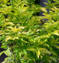  Gelber Holunder 80-100cm - Sambucus Canadensis