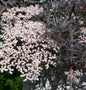  Schwarzer Holunder Black Lace® 80-100cm - Sambucus Nigra