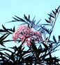  Schwarzer Holunder Cherry Lace® 40-60cm - Sambucus Nigra
