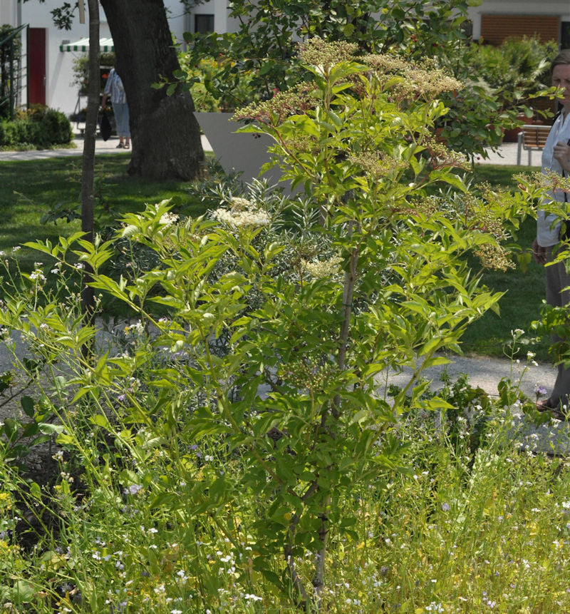  Säulen Holunder Green Tower® 40-60cm - Sambucus Nigra