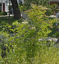  Säulen Holunder Green Tower® 40-60cm - Sambucus Nigra