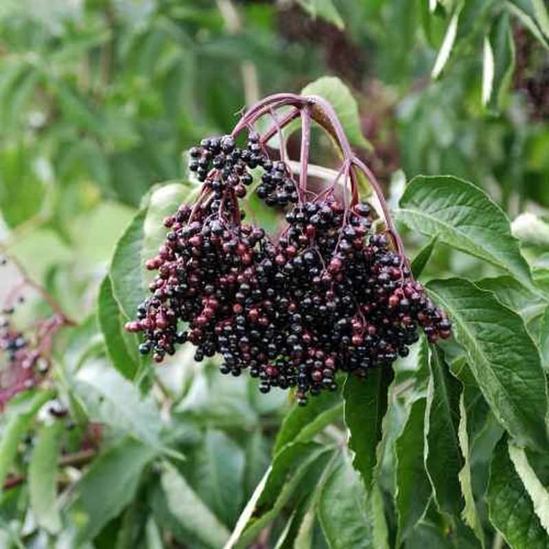 Großfrüchtiger Holunder Haschberg 100-125cm - Sambucus Nigra