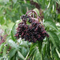  Großfrüchtiger Holunder Haschberg 100-125cm - Sambucus Nigra